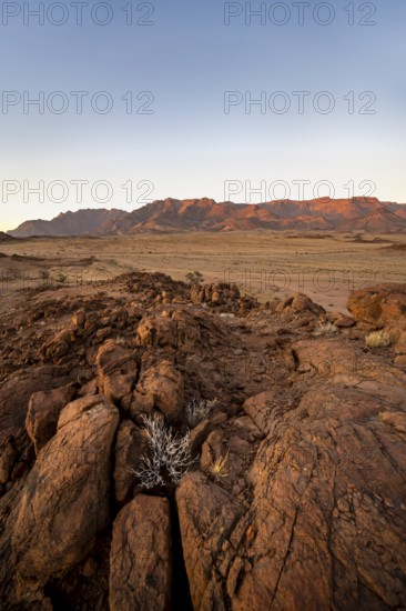 Desert landscape with Brandberg at sunrise, Erongo, Damaraland, Namibia
