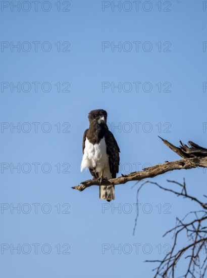 Black-breasted Snake Eagle (Circaetus pectoralis), perched on a branch against a blue sky, Erongo, Damaraland, Namibia