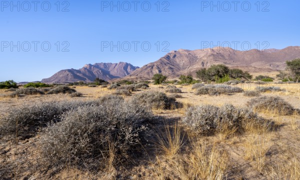 Desert landscape with Brandberg, Erongo, Damaraland, Namibia