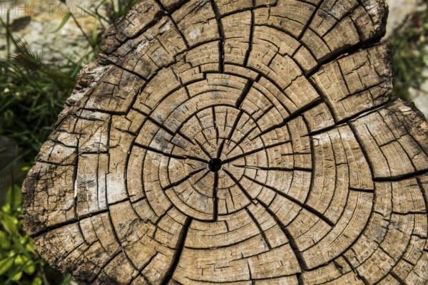 Tree disc with annual rings, cork oak, St. Paul de Vence, Provence Alpes Côte d'Azur, South of France, France