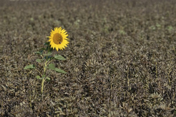 Single sunflower (Helianthus annuus) in bloom in a field of ripe field beans (Vicia faba), North Rhine-Westphalia, Germany