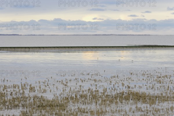 North Sea, Wadden Sea at low tide, dead European marsh samphire (Salicornia europaea), cloudy sky, Norddeich, Lower Saxony, Germany