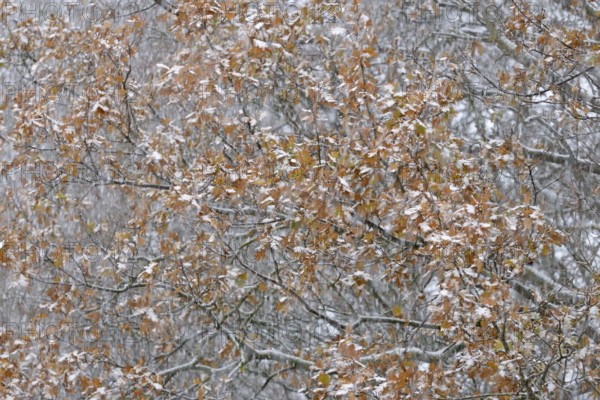 Oak (Quercus) with autumn leaves in dense snowfall, snow drift, North Sea, Norddeich, Lower Saxony, Germany