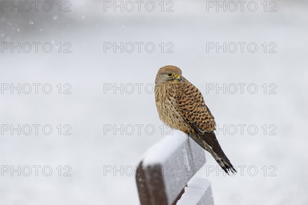 Kestrel (Falco tinnunculus), female using a park bench as a lookout during heavy snowfall, North Sea, Norddeich, Lower Saxony, Germany