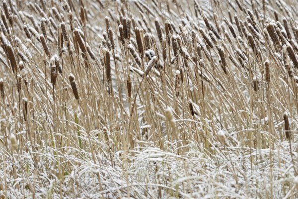 Cattail (Typha) covered with snow, North Sea, Norddeich, Lower Saxony, Germany