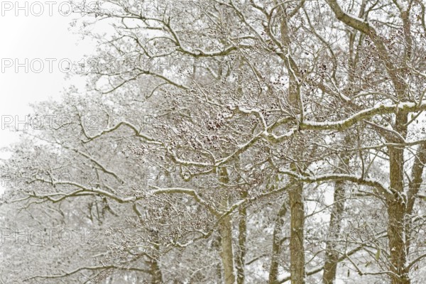 Deciduous trees, alders (Alnus) covered with snow, North Sea, Norddeich, Lower Saxony, Germany