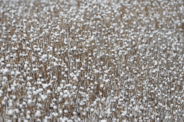 Snow lies on the dead plants, Rudbeckia fulgida (Rudbeckia fulgida), North Sea, Norddeich, Lower Saxony, Germany