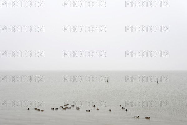 Mallards (Anas platyrhynchos) swimming on the North Sea, Norddeich, Lower Saxony, Germany