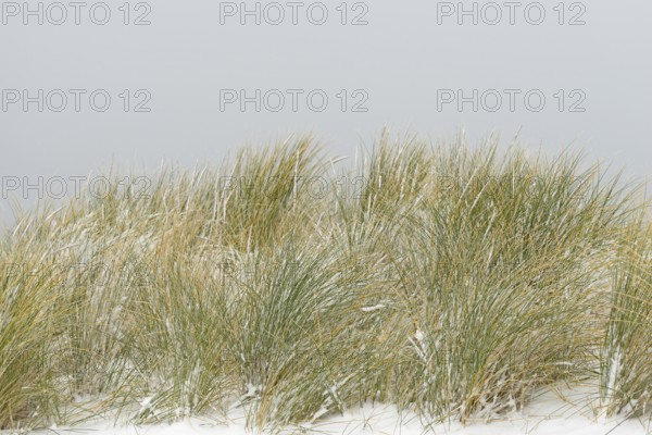 Beach grass (Ammophila arenaria) covered with snow, dune landscape of Norddeich, North Sea, Lower Saxony, Germany