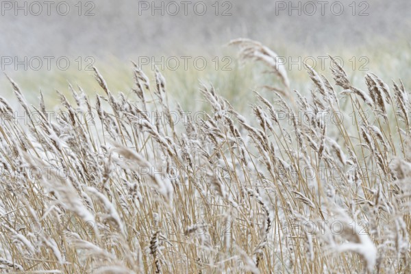 Reed (Phragmites) covered with snow, North Sea, Norddeich, Lower Saxony, Germany