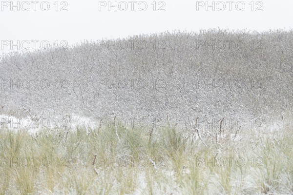 Winter day, onset of winter, snow lies on the bushes in the dune landscape of Norddeich, North Sea, Lower Saxony, Germany