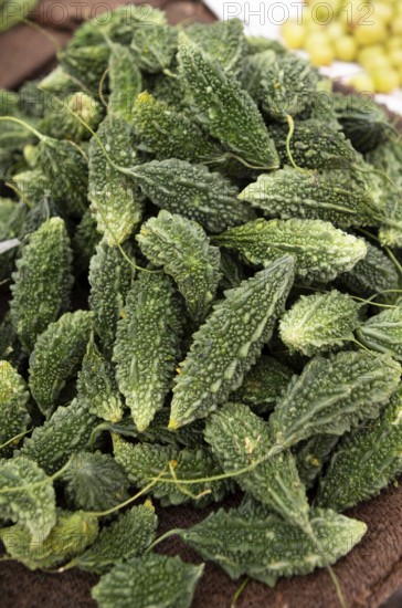 Bitter cucumbers at Sandar Market Girdikot, old town of Jodhpur, Rajasthan, India