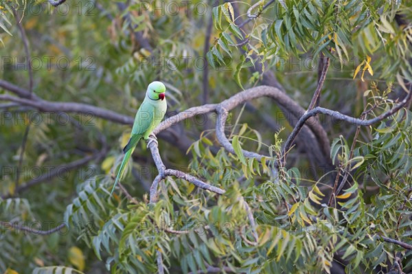Collared Parakeet (Psittacula krameri), Luni, Rajasthan, India