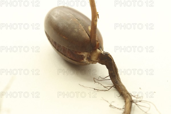 Oak (Quercus) Oak sapling, oak seedling or oak seedling growing vertically upwards from an acorn, next to fine roots, against a light background, Allgäu, Bavaria, Germany, Allgäu, Bavaria, Germany