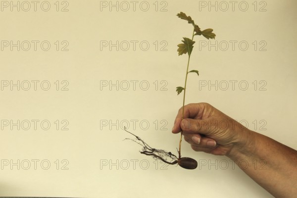 Oak (Quercus) 22cm long oak sapling, oak seedling or oak seedling grows from an acorn, next to fine roots, in front of a light background, Allgäu, Bavaria, Germany, Allgäu, Bavaria, Germany