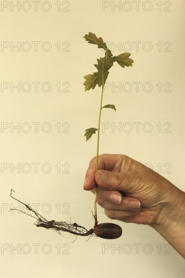 Oak (Quercus) 22cm long oak sapling, oak seedling or oak seedling grows from an acorn, next to fine roots, in front of a light background, Allgäu, Bavaria, Germany, Allgäu, Bavaria, Germany
