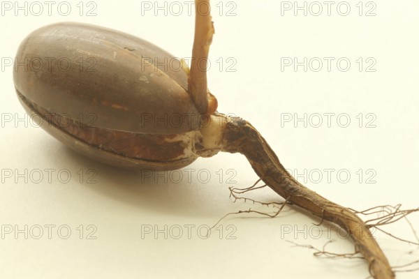 Oak (Quercus) oak sapling, oak seedling or oak seedling growing vertically upwards from an acorn, next to fine roots, against a light background, Allgäu, Bavaria, Germany, Allgäu, Bavaria, Germany