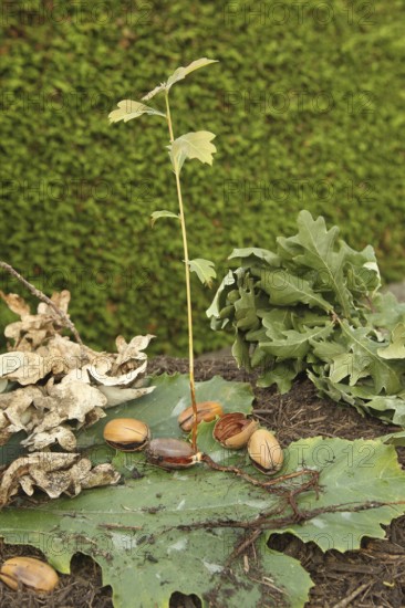 Oak (Quercus) 22cm long oak sapling, oak seedling or oak seedling grows from an acorn, next to fine roots on the forest floor, Allgäu, Bavaria, Germany, Allgäu, Bavaria, Germany