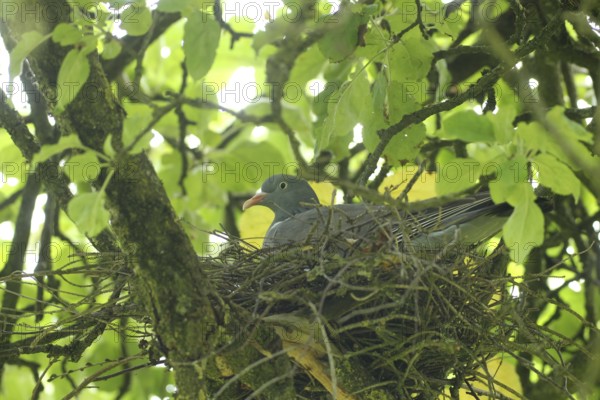 Wood pigeon (Columba palumbus) in a nest in an apple tree, Allgäu, Bavaria, Germany, Allgäu, Bavaria, Germany