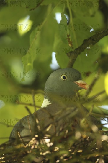 Wood pigeon (Columba palumbus) in a nest in an apple tree, Allgäu, Bavaria, Germany, Allgäu, Bavaria, Germany