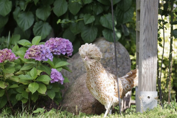 Domestic fowl (Gallus gallus domesticus), Paduan, breed, flower bed, colourful