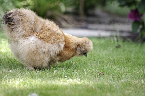 Domestic fowl (Gallus gallus domesticus), silky fowl, breed, pet keeping, garden, brown