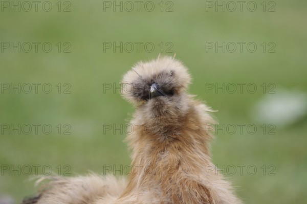Domestic fowl (Gallus gallus domesticus), silky hen, portrait, breed