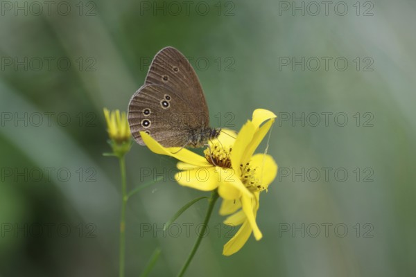 Brown woodland bird (Aphantopus hyperantus), flower, nectar, The butterfly sits with folded wings on a yellow flower