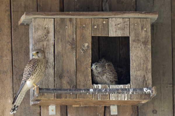 Kestrel (Falco tinnunculus) female and young bird at the incubator, village in Münsterland, North Rhine-Westphalia