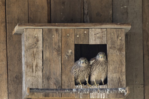 Kestrel (Falco tinnunculus) two young birds looking out of the incubator, village in Münsterland, North Rhine-Westphalia