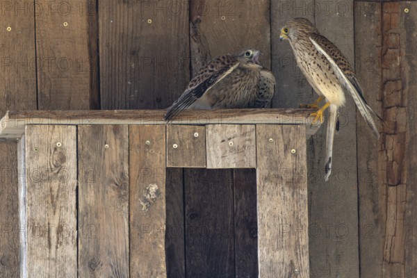 Kestrel (Falco tinnunculus) female and begging juvenile at the incubator, village in Münsterland, North Rhine-Westphalia
