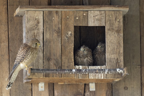 Kestrel (Falco tinnunculus) female and young birds at the incubator, village in Münsterland, North Rhine-Westphalia