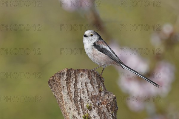 Long-tailed Tit (Aegithalos caudatus), on a tree stump, Wilnsdorf, North Rhine-Westphalia, Germany