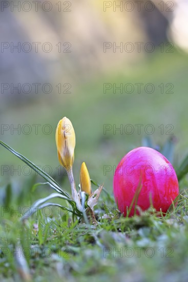 Yellow crocuses (Crocus sp.) on a lawn in the garden next to an Easter egg, Wilnsdorf, North Rhine-Westphalia, Germany