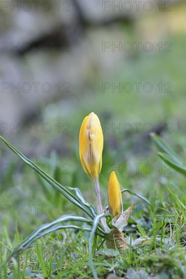 Yellow crocuses (Crocus sp.) on a lawn in the garden, Wilnsdorf, North Rhine-Westphalia, Germany