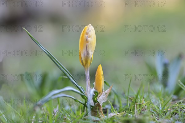 Yellow crocuses (Crocus sp.) on a lawn in the garden, Wilnsdorf, North Rhine-Westphalia, Germany