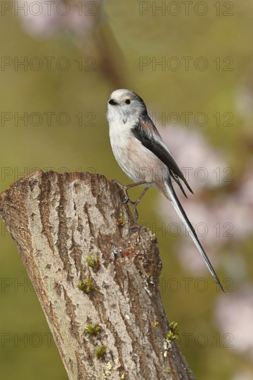 Long-tailed Tit (Aegithalos caudatus), on a tree stump, Wilnsdorf, North Rhine-Westphalia, Germany