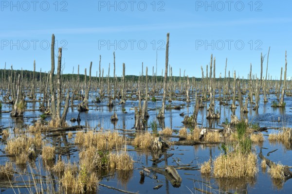The Dead Forest in the Peene Valley, renaturalisation and rewetting of former melioration areas, Peene Valley River Landscape nature park Park, Johannishof, Mecklenburg-Western Pomerania, Germany