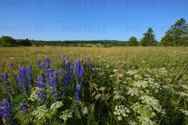 Wide view of a blooming lupine field under a clear sky, summer, Fladungen, Frankenheim, Hohe Rhön, Rhön, Hesse, Thuringia, Bavaria, Germany
