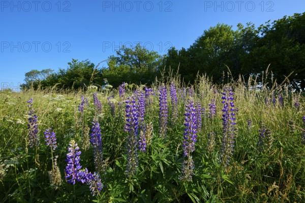 Lupines in full bloom in a meadow under a clear sky, summer, Fladungen, Frankenheim, Hohe Rhön, Rhön, Hesse, Thuringia, Bavaria, Germany