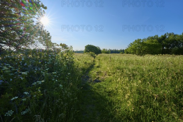 Path through green meadow with trees under bright sunshine, summer, Fladungen, Frankenheim, Hohe Rhön, Rhön, Hesse, Thuringia, Bavaria, Germany