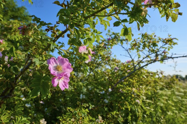 Dog rose, rose bush with pink flowers on a sunny summer day under a blue sky, summer, Frankenheim, Hohe Rhön, Rhön, Thuringia, Germany