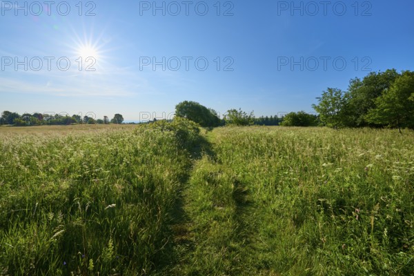 Green meadow under bright sunshine with clear blue sky, summer, Fladungen, Frankenheim, Hohe Rhön, Rhön, Hesse, Thuringia, Bavaria, Germany