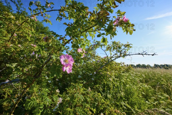 Dog rose, rose bush in full bloom in front of a blue sky and a green meadow, summer, Frankenheim, Hohe Rhön, Rhön, Thuringia, Germany