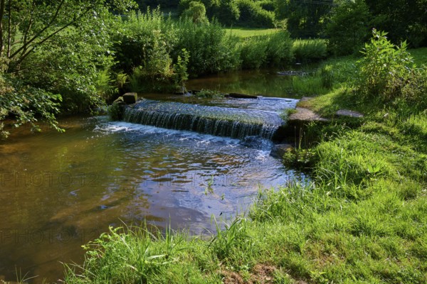 Quiet stream with lots of greenery and plants on the banks, summer, Ohrnbachtal, Weckbach, Odenwald, Bavaria, Germany