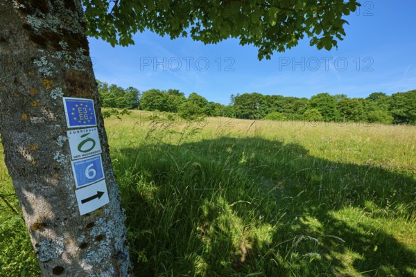 A tree with signposts stands in the shade under a clear blue sky, summer, Fladungen, Hohe Rhön, Rhön, Rhön Grabfeld, Bavaria, Germany