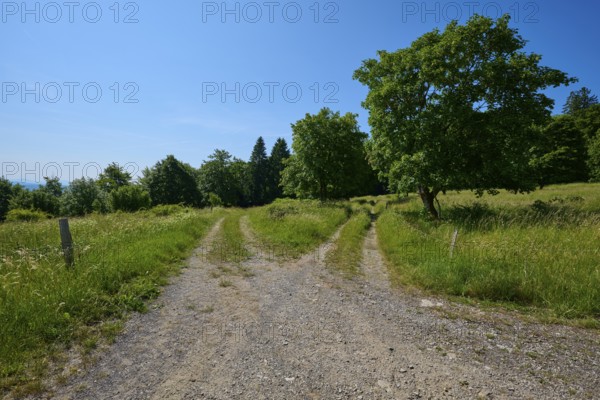 Fork in the road a gravel path divides in a green, rural area under a blue sky, summer, Fladungen, Hohe Rhön, Rhön, Rhön Grabfeld, Bavaria, Germany