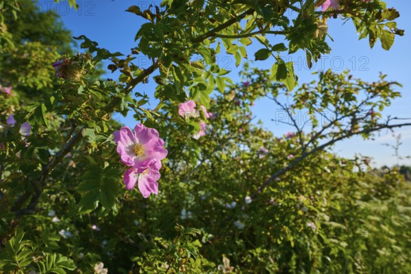 Dog rose, a blooming rose bush with pink flowers in front of a clear blue sky, summer, Frankenheim, Hohe Rhön, Rhön, Thuringia, Germany