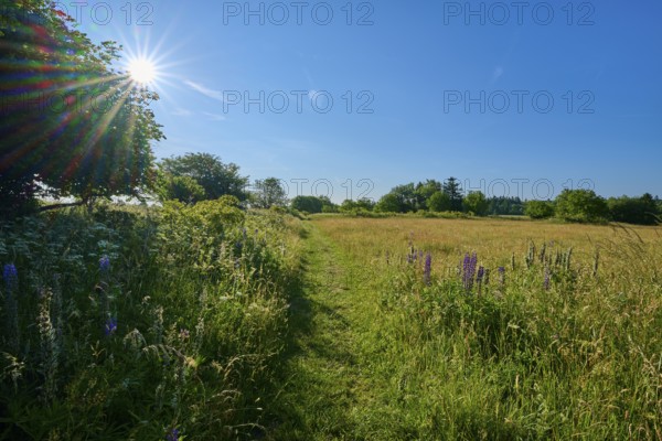 Sunny path through a blooming and green meadow landscape, summer, Fladungen, Frankenheim, Hohe Rhön, Rhön, Hesse, Thuringia, Bavaria, Germany