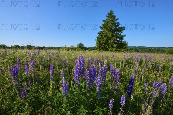Field with purple lupines and lonely tree against blue sky, summer, Fladungen, Frankenheim, Hohe Rhön, Rhön, Hesse, Thuringia, Bavaria, Germany